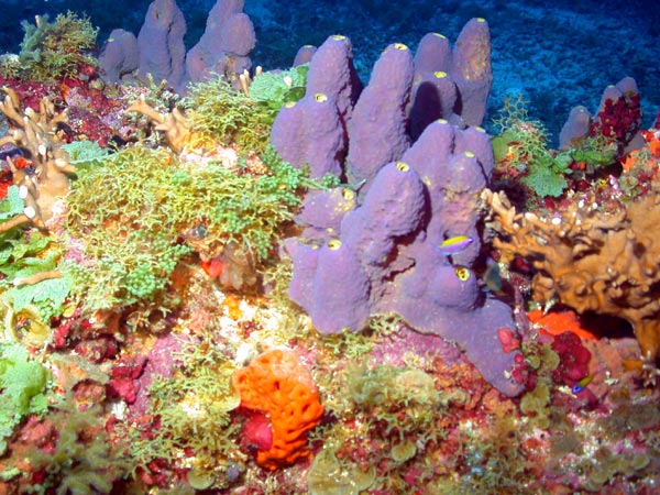 gulfofmexico.gif